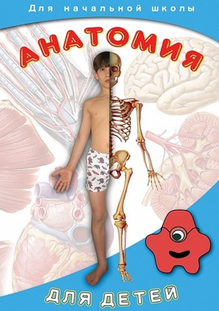 Анатомия для детей