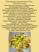 Плектрантус Голд реснитчатый золотой