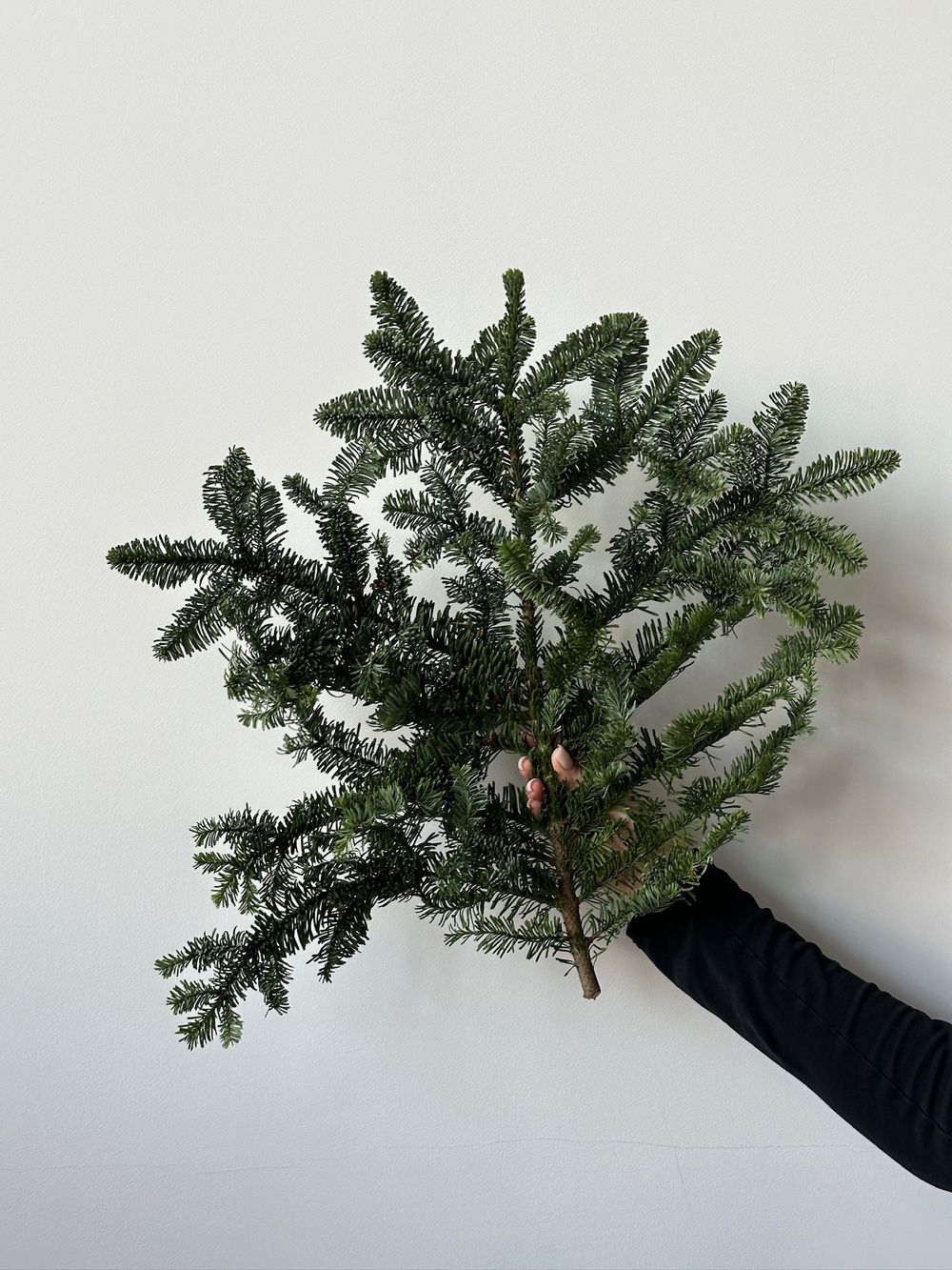 Ветка хвои - НОБИЛИС от 5 шт