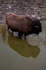 Праздник в стиле Гжель