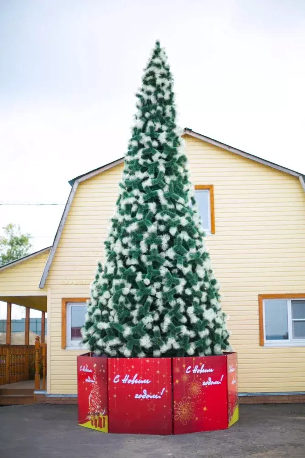 сосна с белыми кончиками, ствольная "Альпийская"