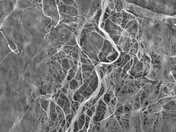 Изготовление биологических скаффолдов