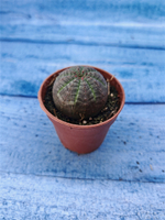 Euphorbia Obesa (Эуфорбия)