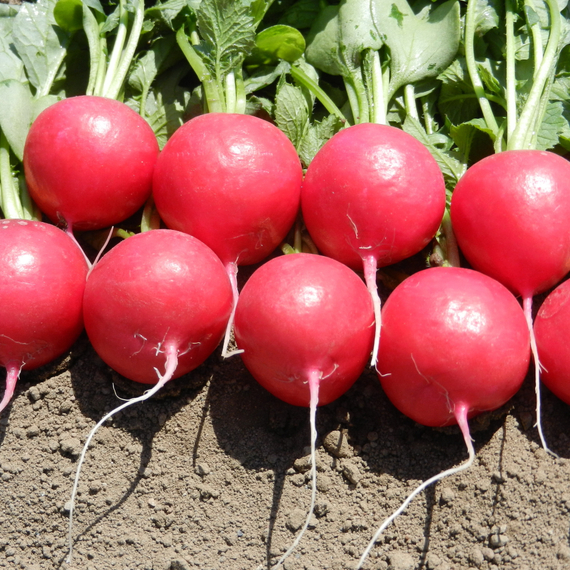 МЕЛИТО F1 семена редиса Hazera отзывы – фото 4