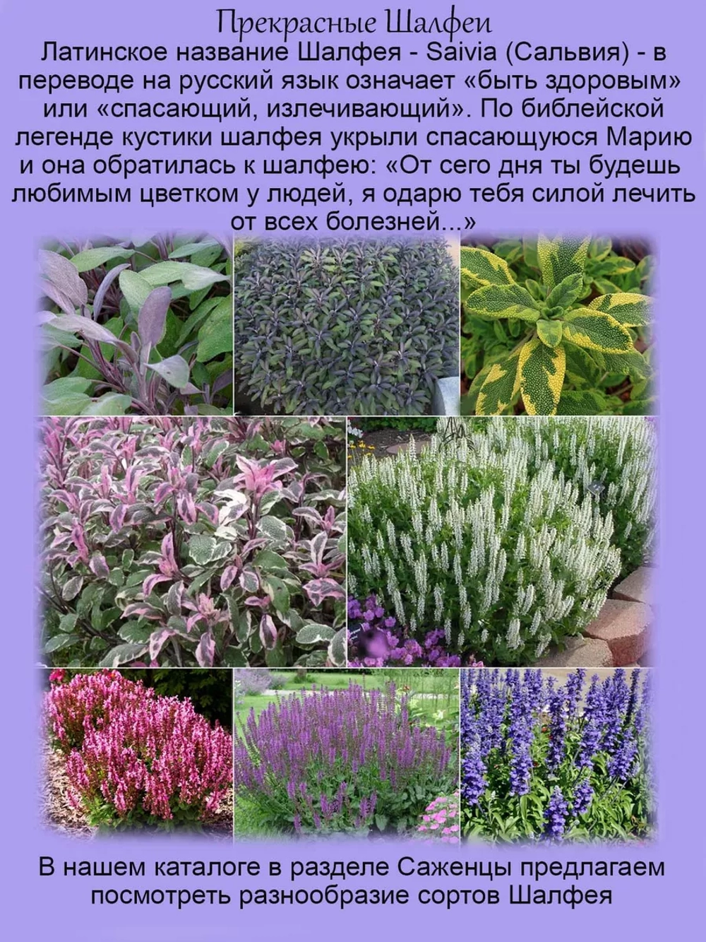 Шалфей Шнеехюгель белый Снежный холм Сальвия