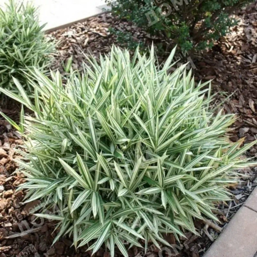 Фалярис тросниковый вариегата С2 Закупка М43 май- июнь 2026