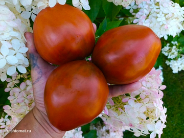 Шоколадное сердце Рейнхарда (Reinhard's chocolate heart) сорт томата