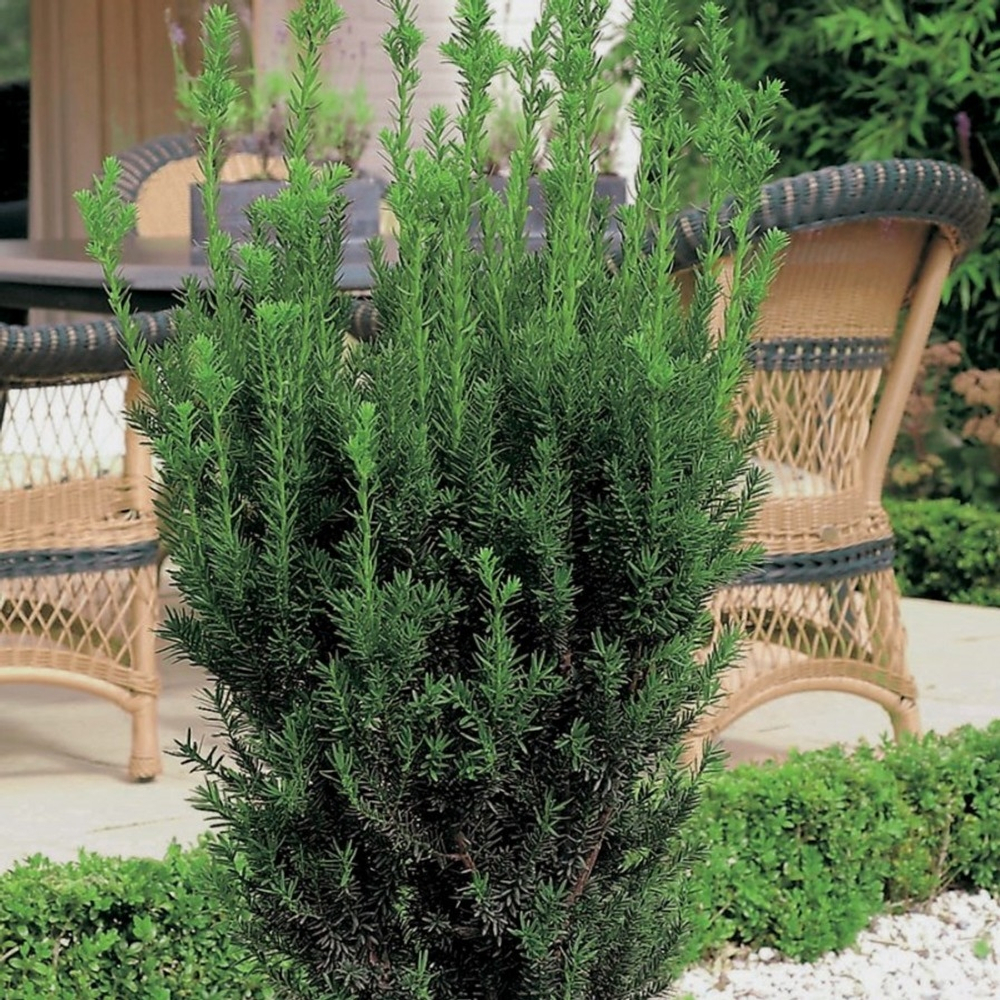 Тис средний Хилли С2 20-30