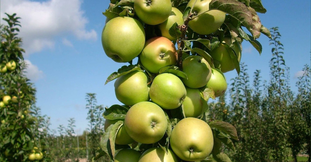 Саженец яблони колоновидной «Президент» (Осенняя, Светлоплодная)