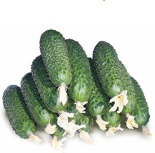 Огурец СВ 4097 ЦВ F1