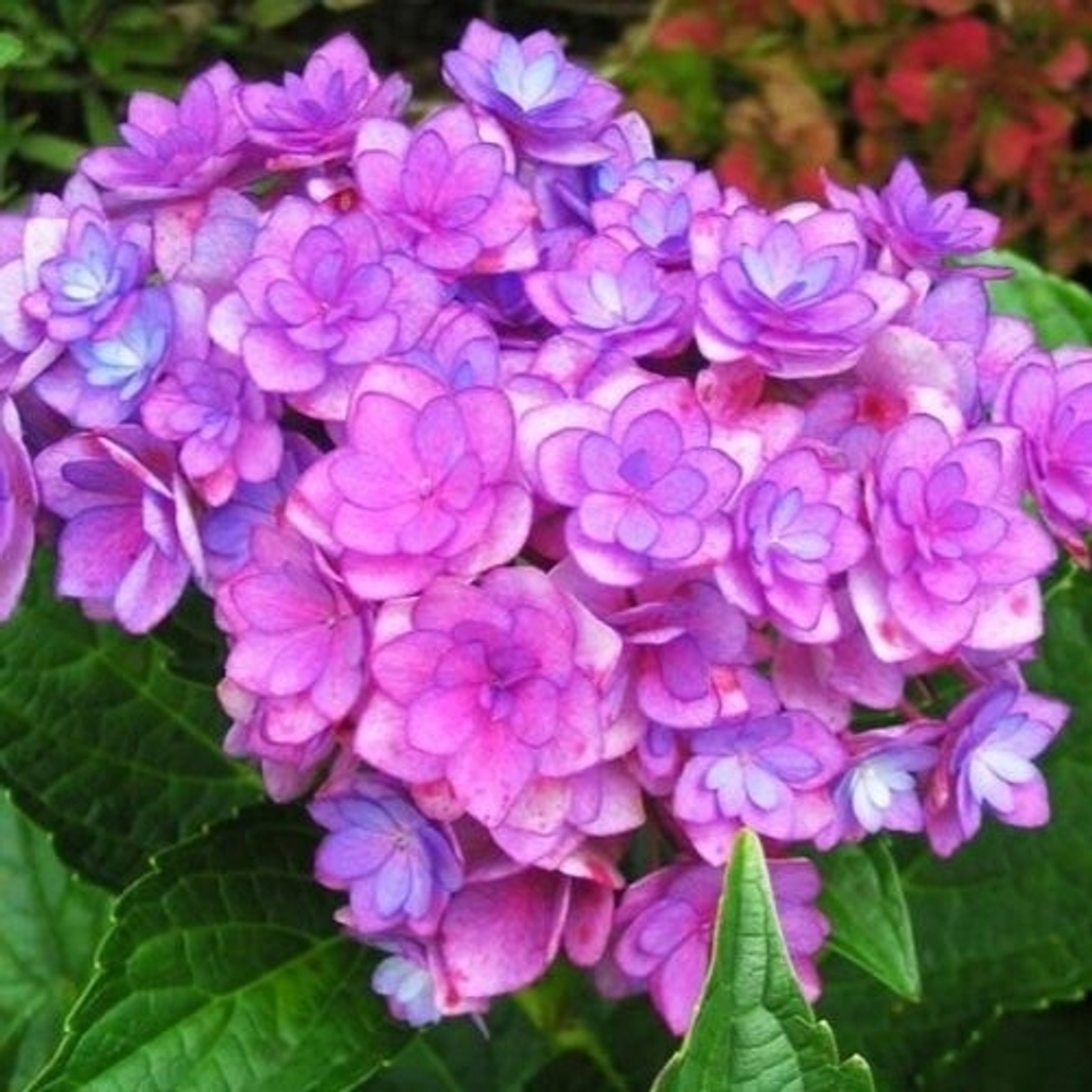 Ю энд ми Тугезе (Крупнолистная гортензия)