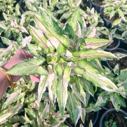 Сингониум WHITE PRINCESS