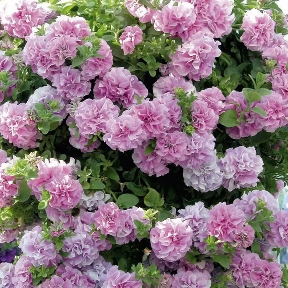Петуния SURFINIA DOUBLE Lilac