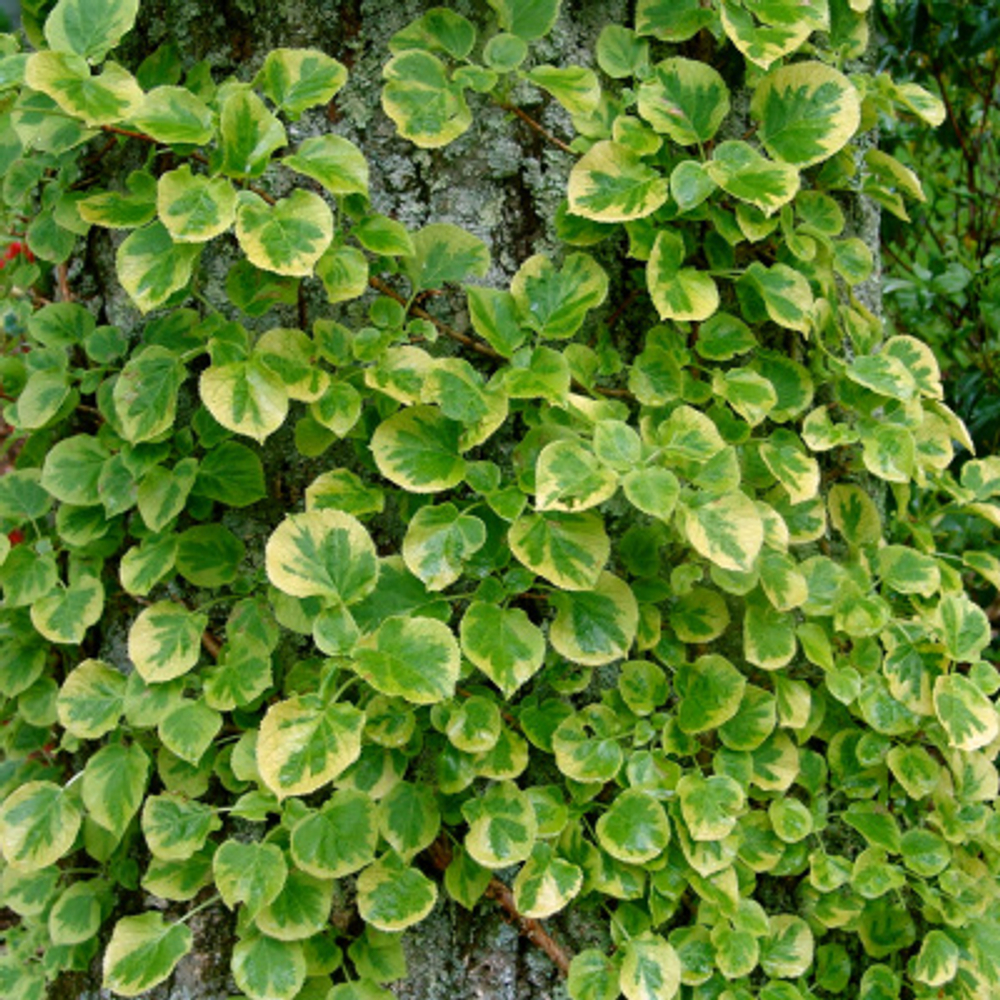 Гортензия вьющаяся Миранда Р9 Закупка М59 апрель 2026