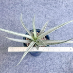 Сансевиерия PHENOMENAL WHITE VAR