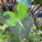 Колоказия STAR LIGHT