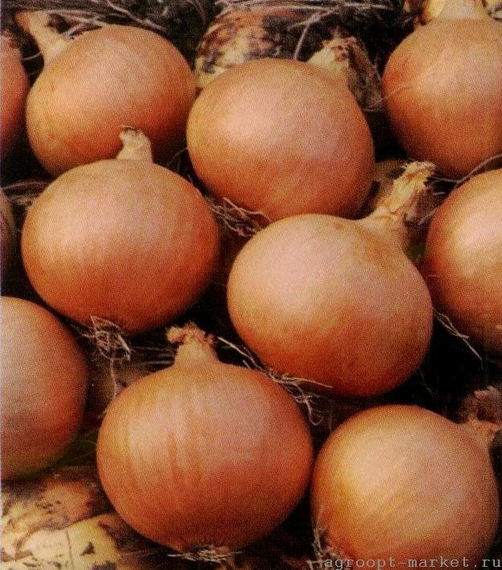 Универсо F1 семена лука репчатого (Nunhems / Нюнемс) – фото 2