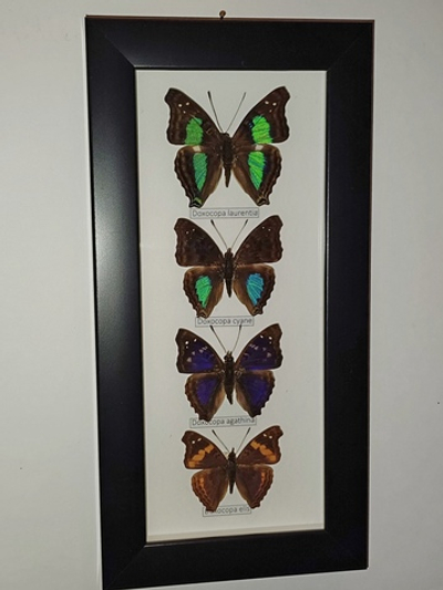 Бабочки Doxocopa в рамке