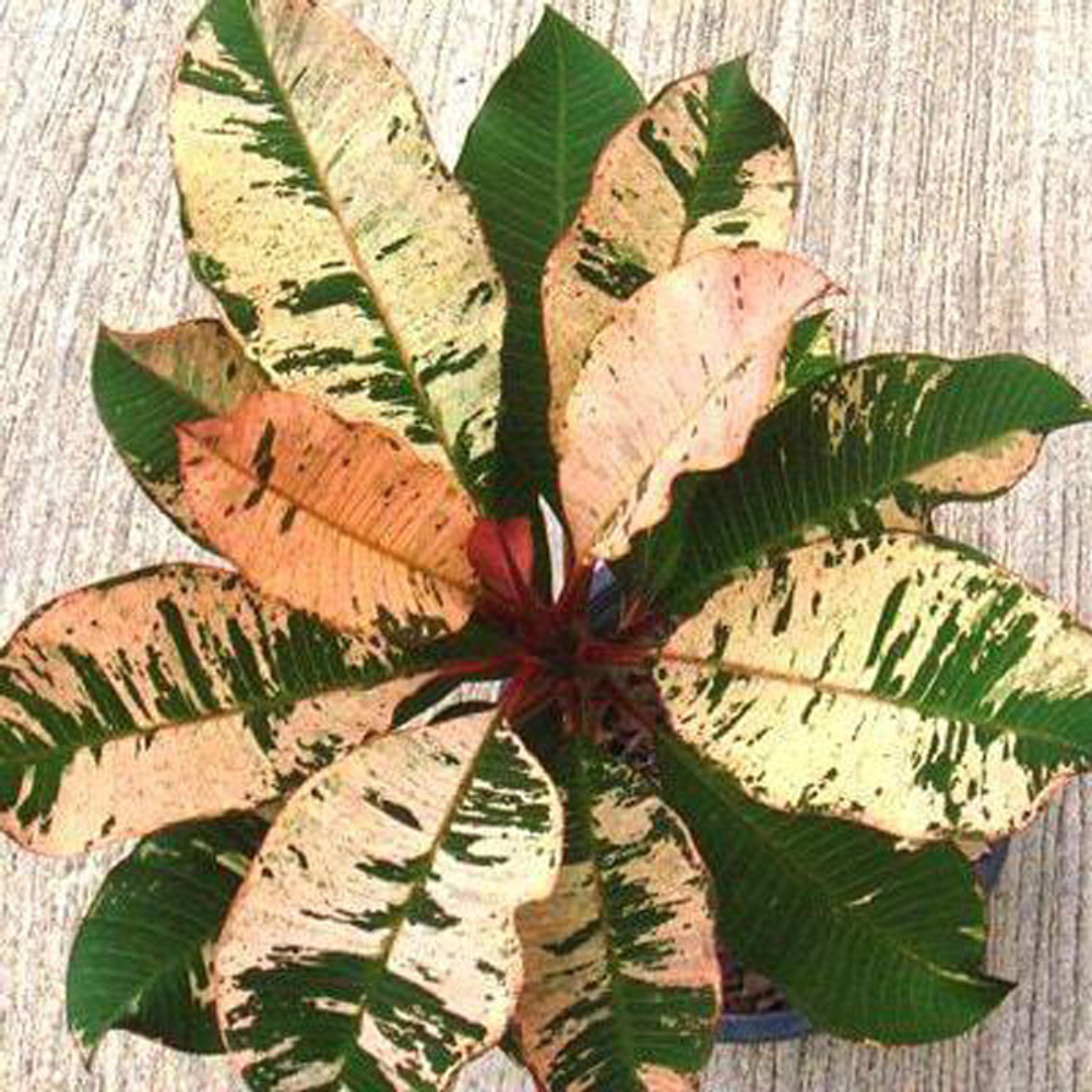 Плюмерия VAR RED/ANYAMANEE