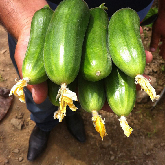 АЗАМАТ F1 семена огурца Bejo купить огурцы – фото 3