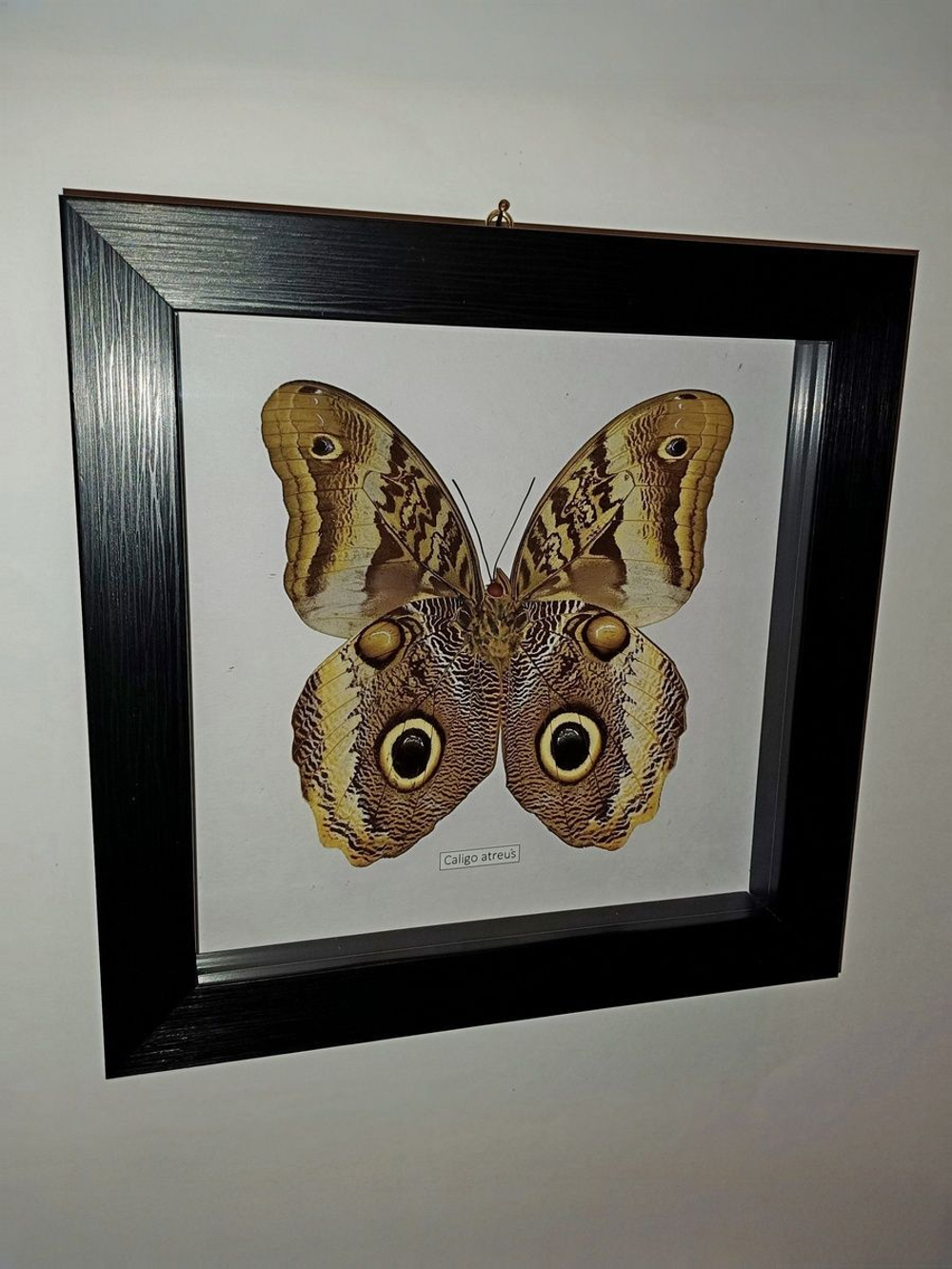 Бабочка Caligo atreus в рамке