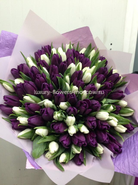 101 Темно фиолетовый и белый тюльпан