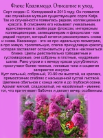 Флокс Квазимодо метельчатый махровый