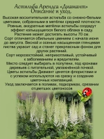 Астильба Диамант многолетняя
