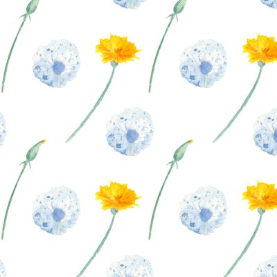 Одуванчики