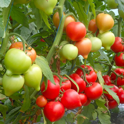 Вегго F1 семена томата полудетерминантного (Enza Zaden / Энза Заден)