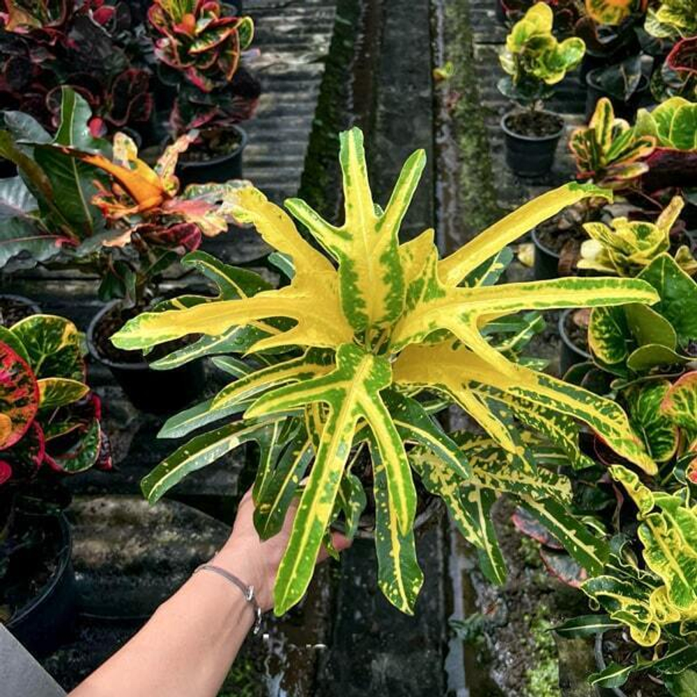 Кротон JAN PHEN