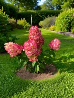 Даймонд Руж гортензия метельчатая