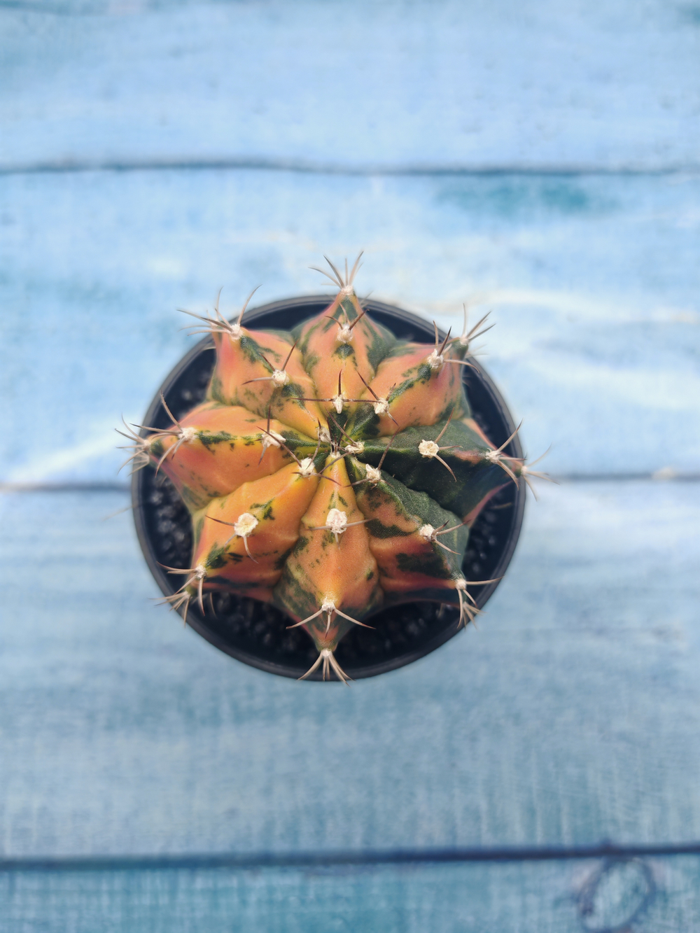 Gymnocalycium Variegata (Гимнокалициум Вариегатный)