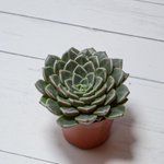 Graptopetalum Vega (Граптопеталлум)