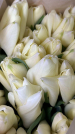 17 тюльпанов в упаковке из фоамирана (выбор цвета)