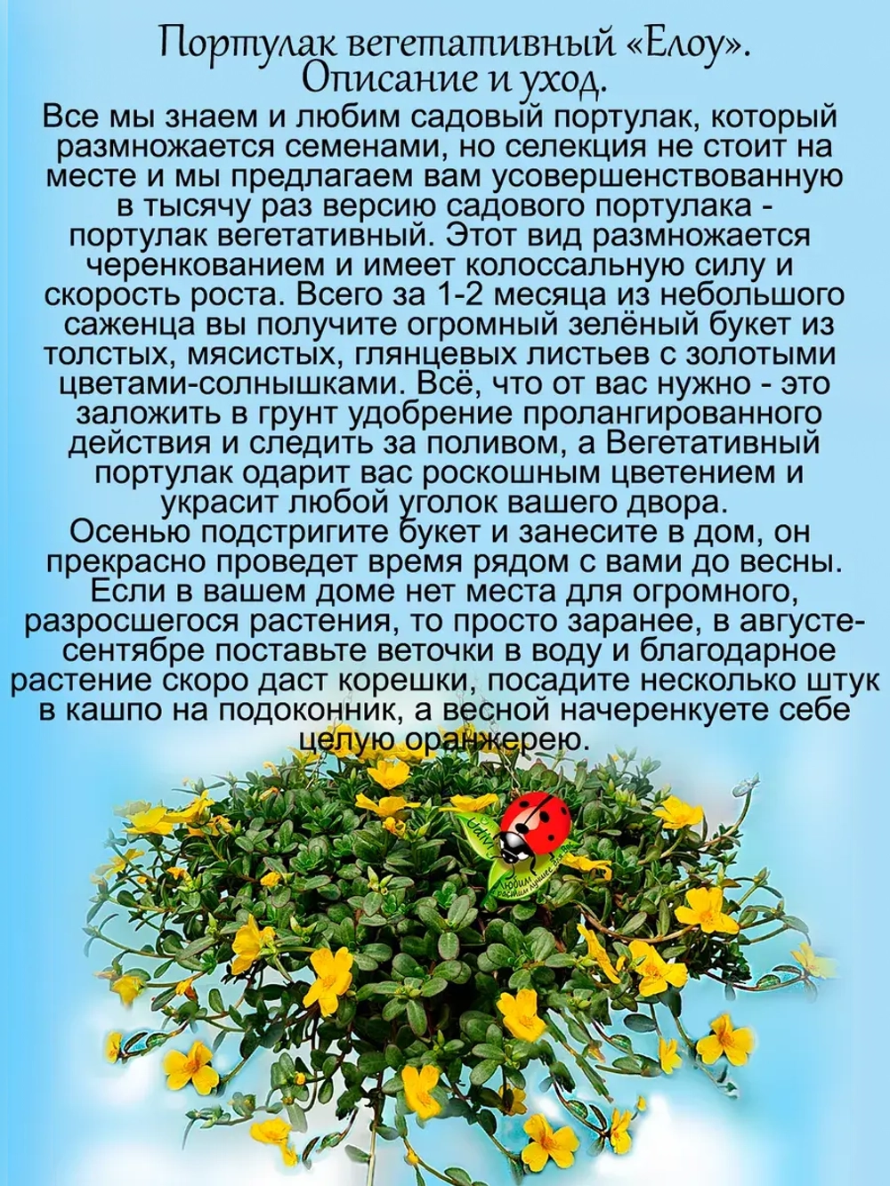 Портулак Вегетативный Елоу ампельный почвопокровный