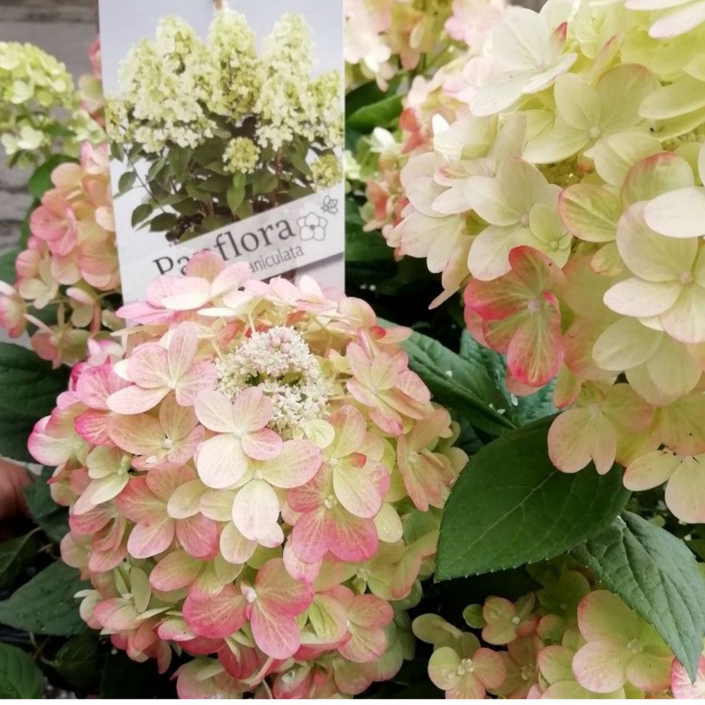 Панфлора «Panflora» С2