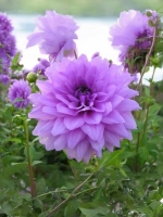 Георгин декоративный Блю Бой