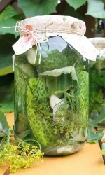 Семена Огурец Деревенский хит Смесь сортов для засолки и консервирования 12 шт (УД) Е/П