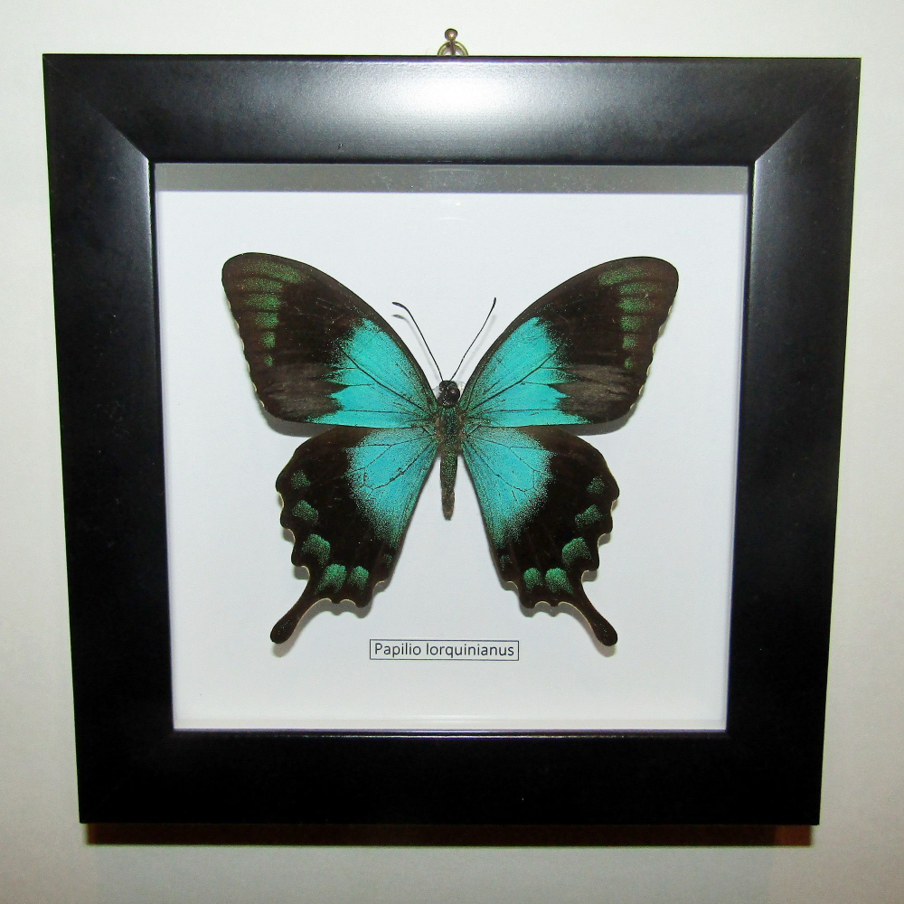 Бабочка Papilio lorquinnianus в рамке