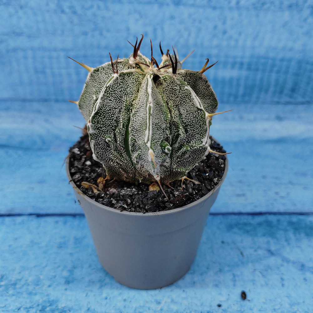 Astrophytum Myriostigma cv. Fukuryu (Астрофитум)