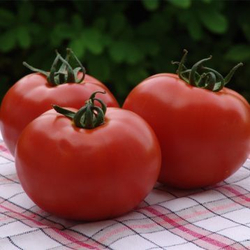 Томат Волверин F1 10шт Мировые Семена VITA GREEN