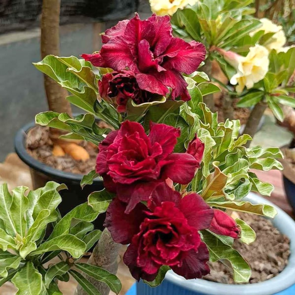 Адениум обесум WITH LOVE