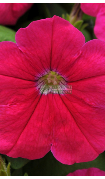 ПЕТУНИЯ LO RIDER PINK | Alexagro – фото 2