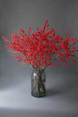 Илекс красный