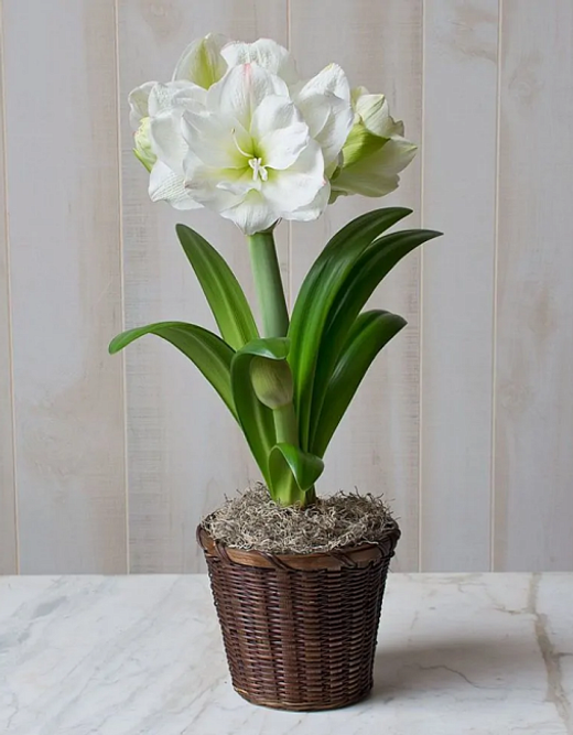 Амариллис Вайт Амадеус Закупка М80 сентябрь 2026