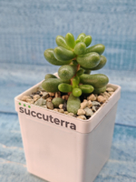 Sedum Hernandezii (Седум)