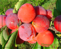 Слива Пересвет