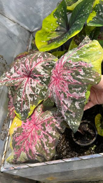 На ферме каладиумов в Таиланде. Ноябрь 2025. Часть 2 На ферме каладиумов в Таиланде. Ноябрь 2025. Часть 2