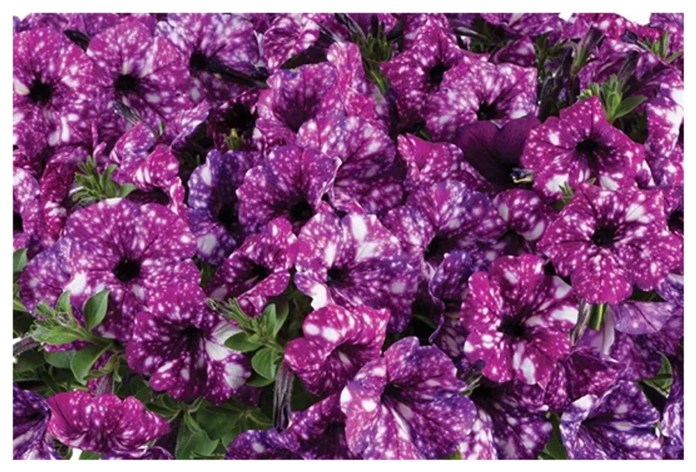 Петуния Splash dance purple polka